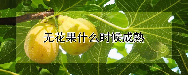 無花果什麼時候成熟