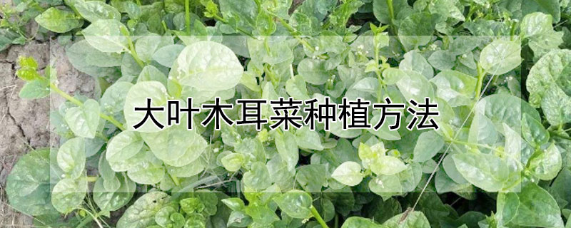 大葉木耳菜種植方法