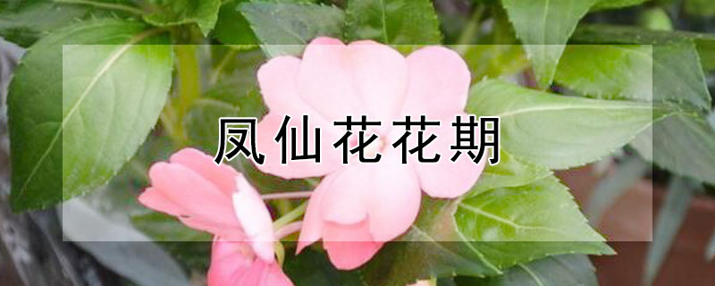 鳳仙花花期