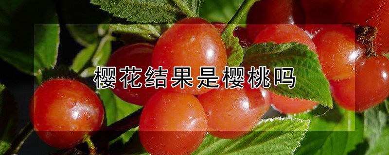 櫻花結果是櫻桃嗎