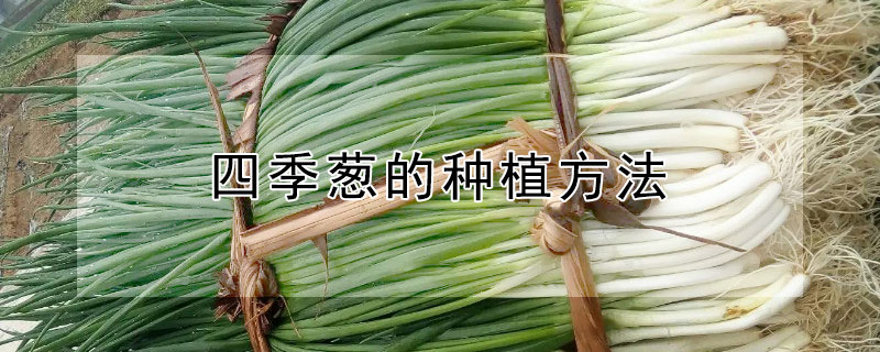 四季蔥的種植方法