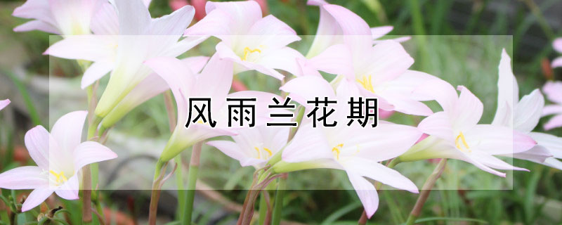 風雨蘭花期