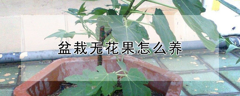 盆栽無花果怎麼養