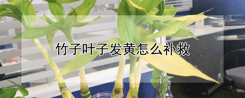 竹子葉子發黃怎麼補救