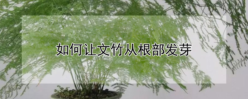 如何讓文竹從根部發芽