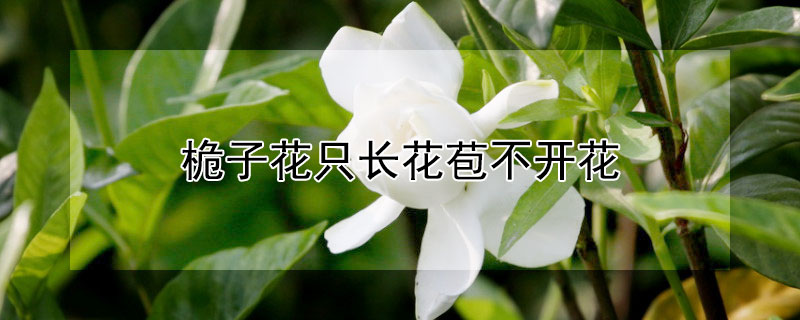 桅子花隻長花苞不開花