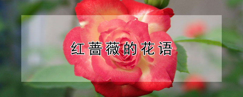 紅薔薇的花語