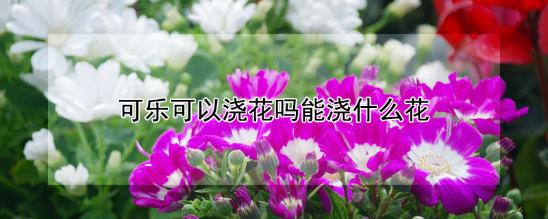 可樂可以澆花嗎能澆什麼花