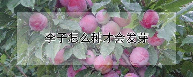 李子怎麼種才會發芽