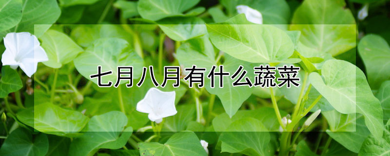 七月八月有什麼蔬菜