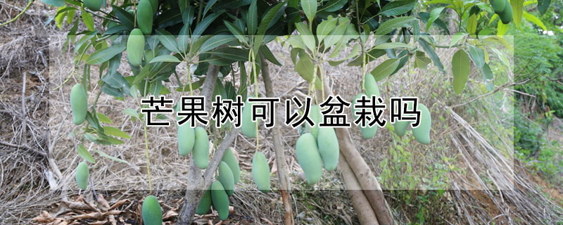 芒果樹可以盆栽嗎