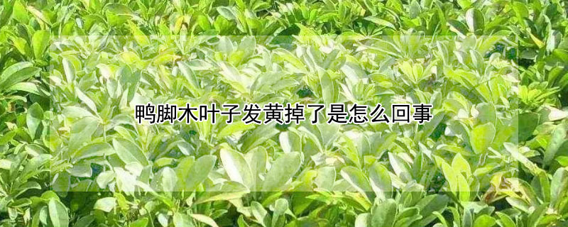 鴨腳木葉子發黃掉了是怎麼回事