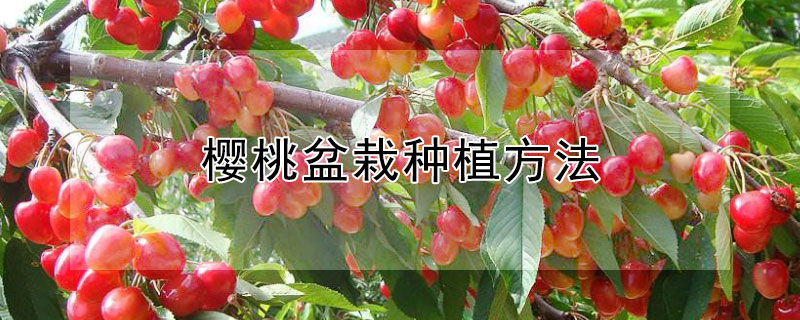 櫻桃盆栽種植方法