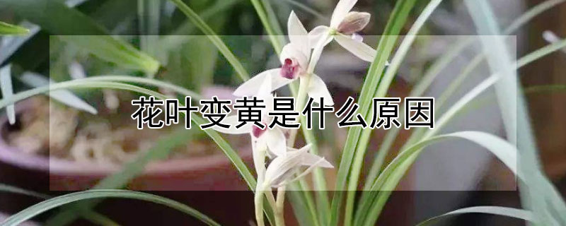 花葉變黃是什麼原因