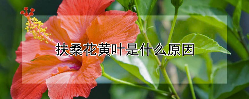 扶桑花黃葉是什麼原因