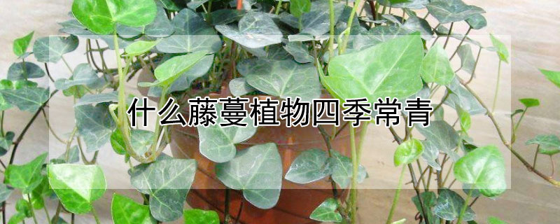 什麼藤蔓植物四季常青