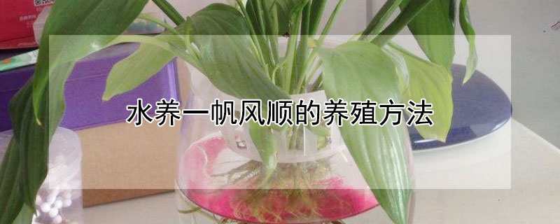 水養一帆風順的養殖方法