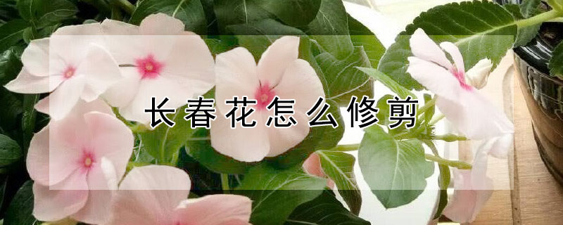 長春花怎麼修剪