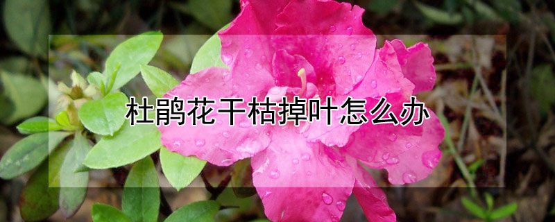 杜鵑花幹枯掉葉怎麼辦