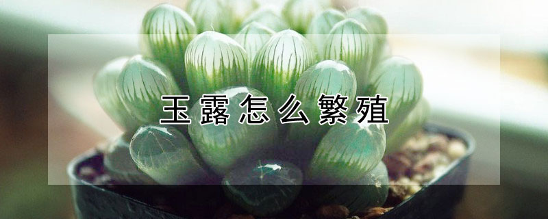 玉露怎麼繁殖