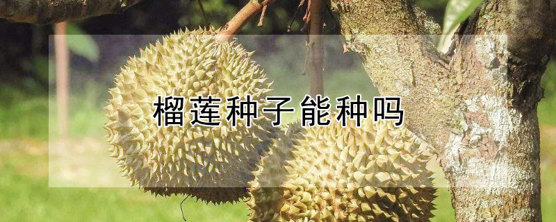 榴蓮種子能種嗎