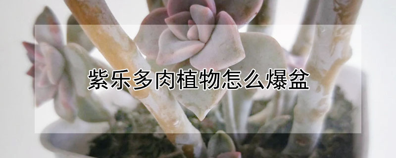 紫樂多肉植物怎麼爆盆