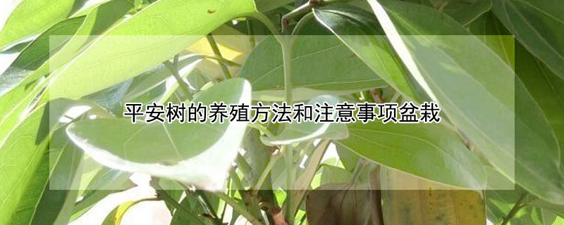 平安樹的養殖方法和注意事項盆栽