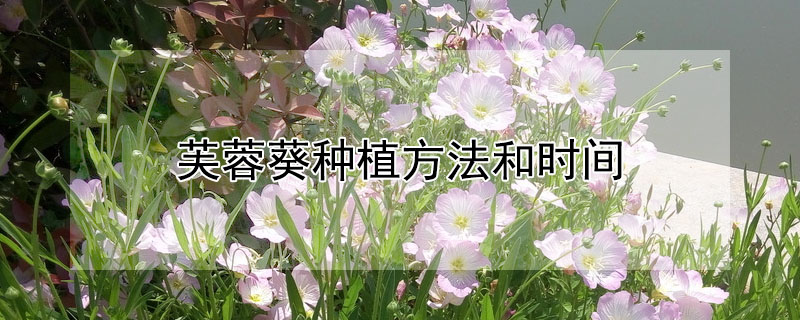 芙蓉葵種植方法和時間