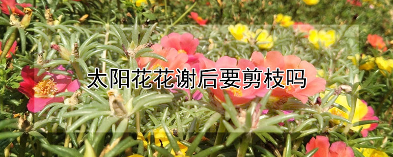 太陽花花謝後要剪枝嗎