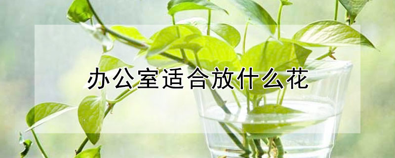 辦公室適合放什麼花