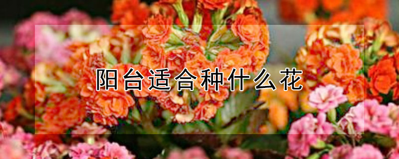 陽台適合種什麼花