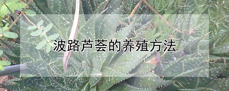 波路蘆薈的養殖方法