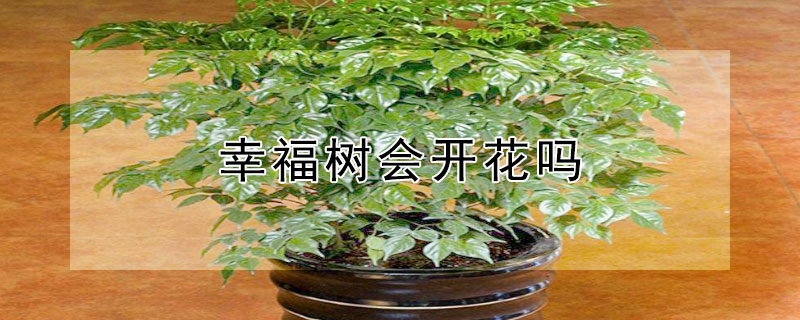 幸福樹會開花嗎