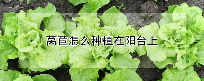 萵苣怎麼種植在陽台上