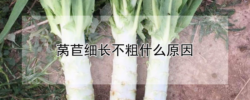 萵苣細長不粗什麼原因