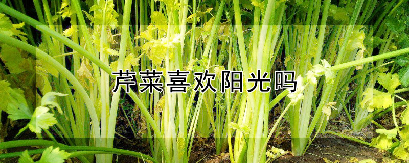 芹菜喜歡陽光嗎