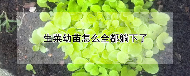 生菜幼苗怎麼全都躺下了