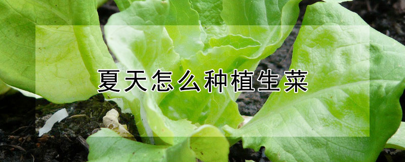 夏天怎麼種植生菜