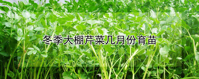 冬季大棚芹菜幾月份育苗