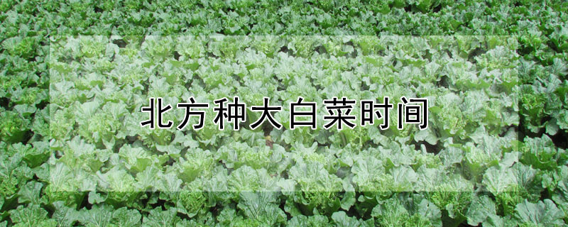 北方種大白菜時間