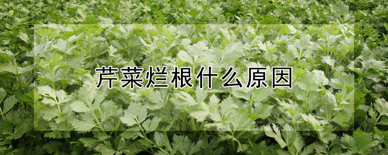 芹菜爛根什麼原因