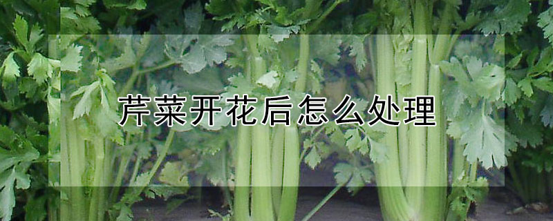 芹菜開花後怎麼處理