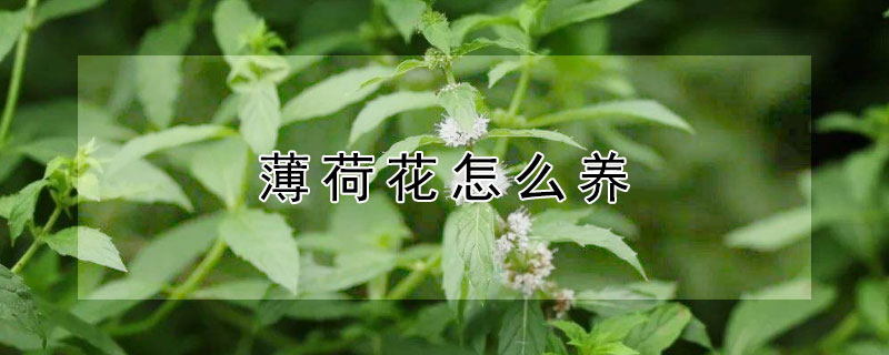 薄荷花怎麼養 發財農業網