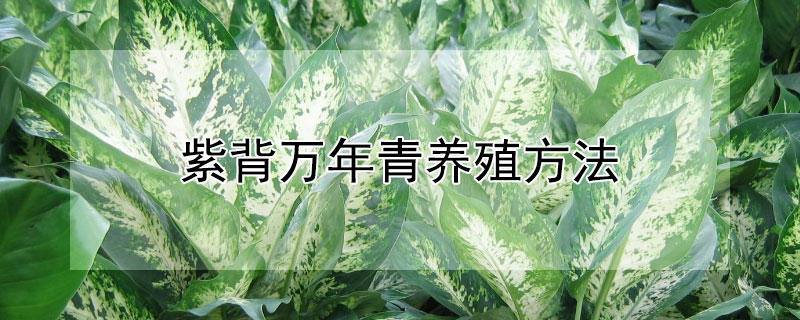 紫背萬年青養殖方法