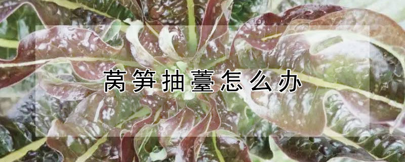 萵筍抽薹怎麼辦