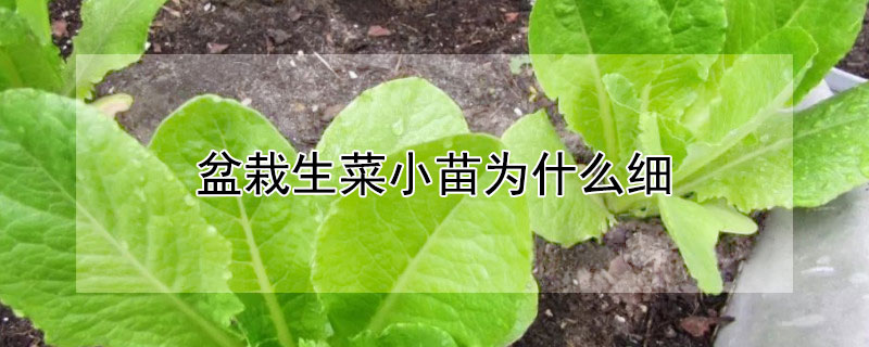 盆栽生菜小苗為什麼細