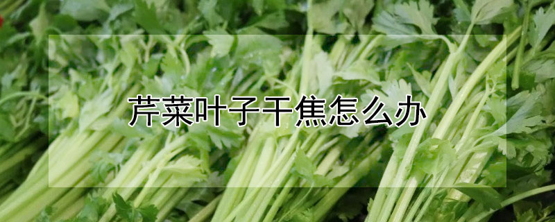 芹菜葉子幹焦怎麼辦