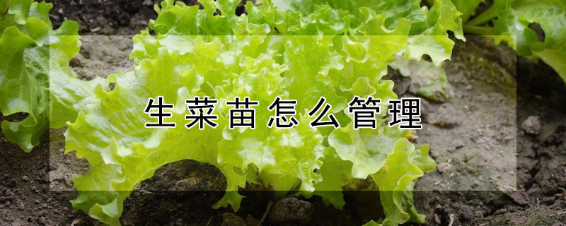 生菜出苗後怎麼澆水