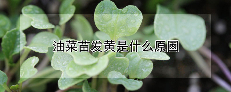 油菜苗發黃是什麼原因