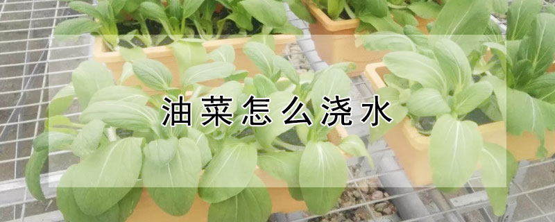 油菜怎麼澆水